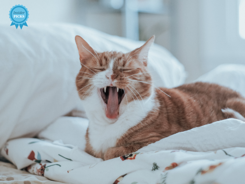 Zahnpflege bei Katzen: Mit diesen Produkten bekämpft ihr Zahnstein und Mundgeruch